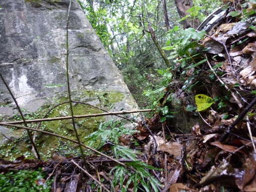 P1030011 - コピー