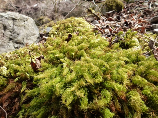 20110315木地市レール跡?