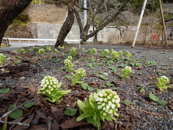 20110319魚梁瀬新駅舎?
