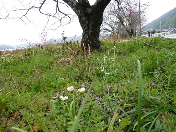 20110320安田川ウォーク?